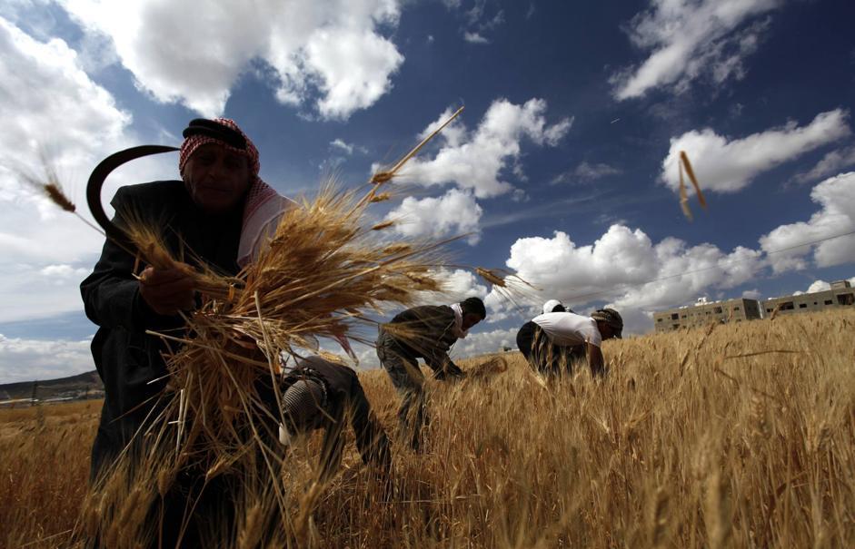 Egitto, riserve di grano locale aumentate di un milione di tonnellate