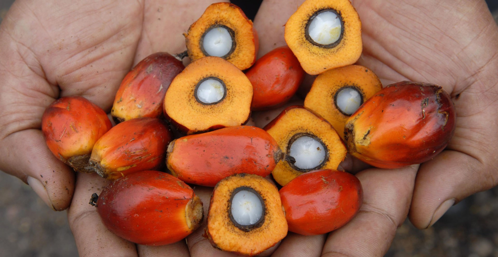 14 Febbraio 2022 – India abbassa le tasse sull’import dell’olio di palma. Segni di disgelo sulla crisi ucraina, stop a Ucraina nella NATO apre la strada alla diplomazia. Canada, è stato d’emergenza per proteste anti-covid