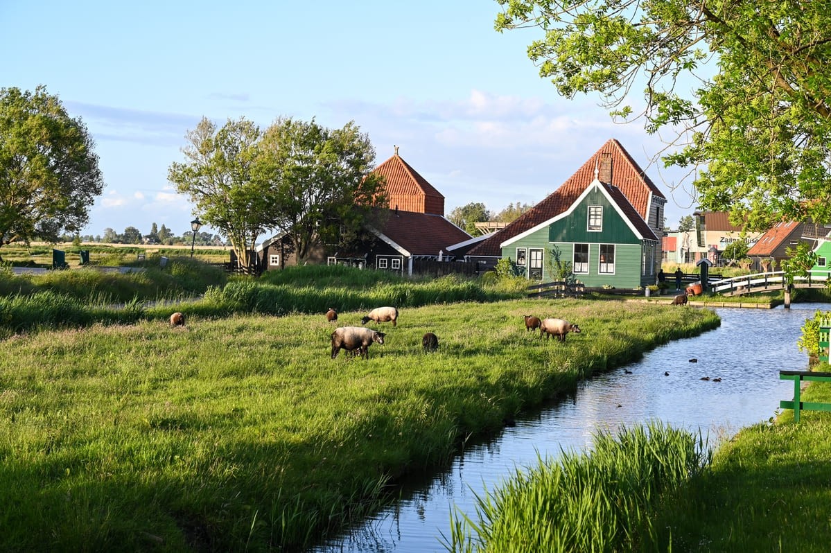 Il governo olandese vuole chiudere migliaia di fattorie: la reazione degli agricoltori