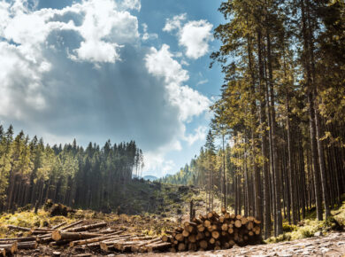 Pile di tronchi d'albero lungo la strada forestale, Tatry, Polonia
