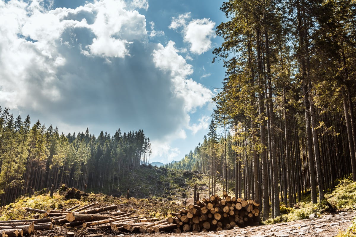 Pile di tronchi d'albero lungo la strada forestale, Tatry, Polonia